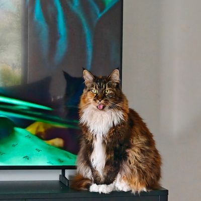 Player: mochynnerfiol