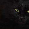 blackcat