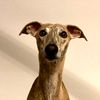 Player: basil3us23