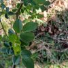 phyto