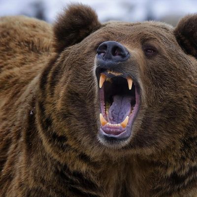 Player: grizzly