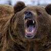 grizzly