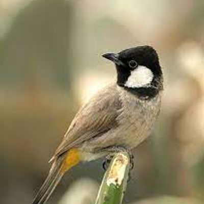 Player: bulbul
