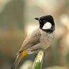 bulbul