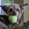 Player: tink