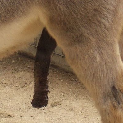 Player: siyteeekossskesheh