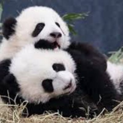 Player: pandalikessprinkles