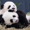 pandalikessprinkles
