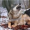 gorgpir