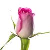 rosebud