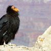 Player: condor101
