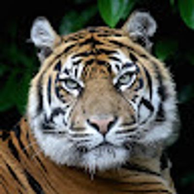 Player: tiger62