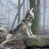 timberwolf