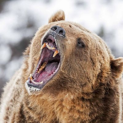 Player: brave.bear