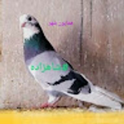 Player: shahzadeh