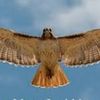 shahin_1404