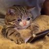 Player: hamidreza7