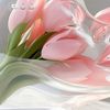 sobhan.89