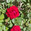 sarina.sedna