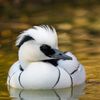 smew