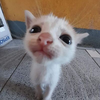 Player: niki28