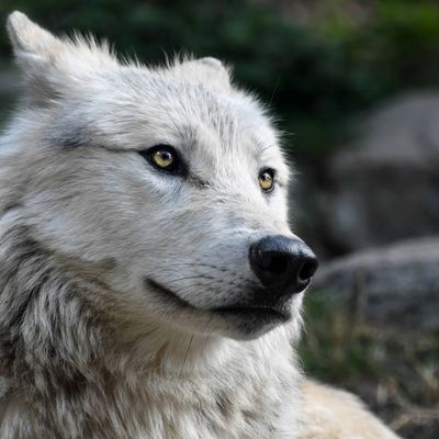 Player: _wolfalice