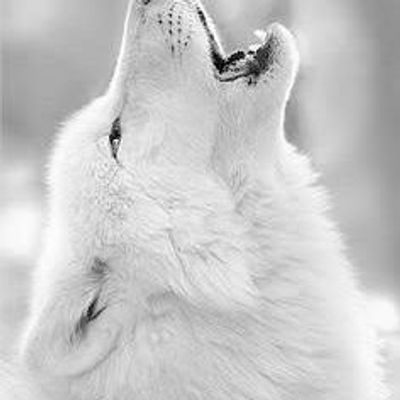 Player: wolf.bite