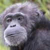 chimpanzee